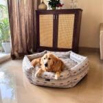 Stop Buying Fancy Pet Beds – Here’s What Most Pet Owners Learn Too Late