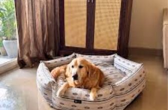 Stop Buying Fancy Pet Beds – Here’s What Most Pet Owners Learn Too Late